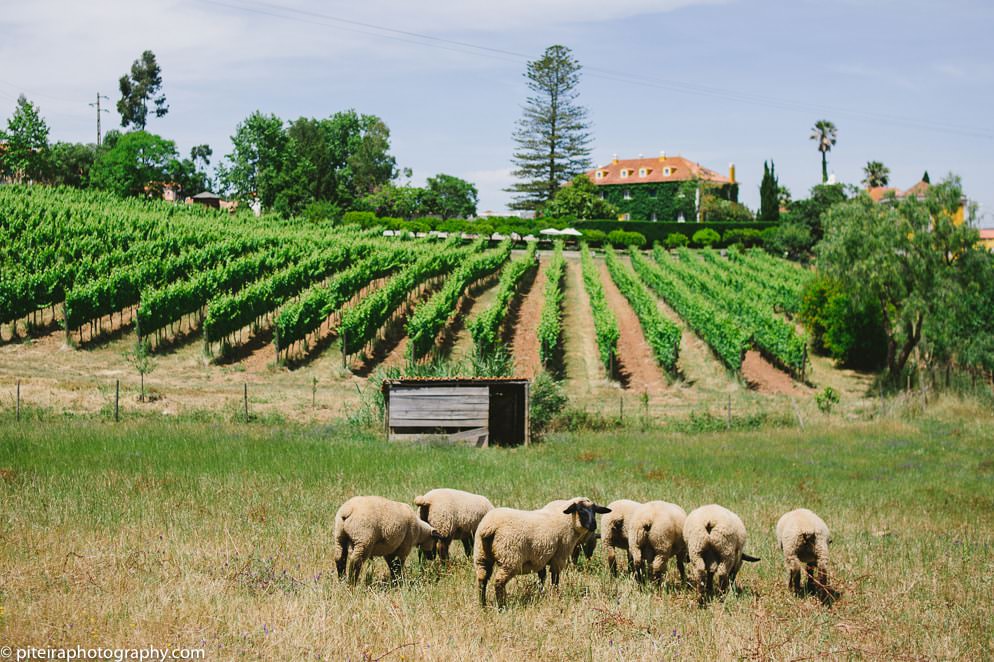 Wine Estate Wedding Portugal