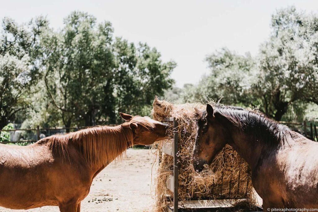 Destination Wedding Alentejo