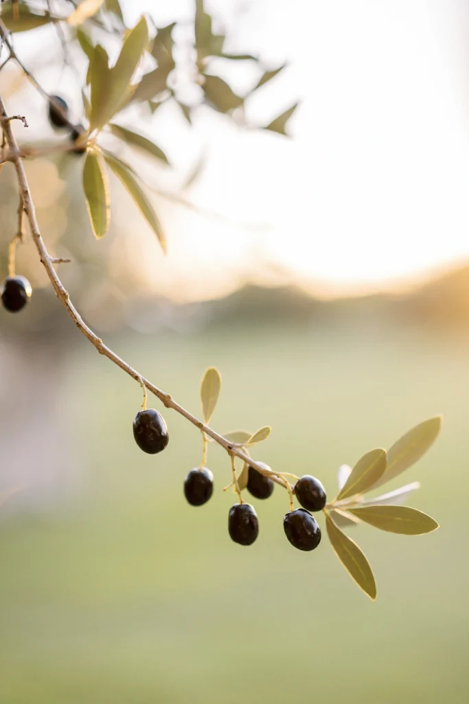 A close-up of a sunlit olive tree branch with ripe black olives hanging from its slender stems. The golden-hour light softly highlights the texture of the olives and leaves, creating a tranquil and natural atmosphere.