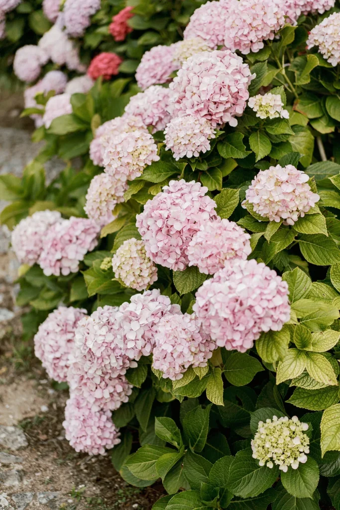 A cluster of vibrant pink hydrangeas in full bloom, surrounded by lush green leaves.