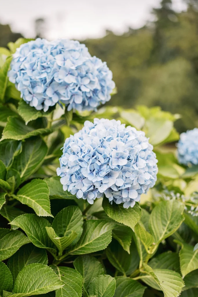 A close-up of vibrant blue hydrangea flowers in full bloom, surrounded by lush green leaves with a soft-focus natural background.