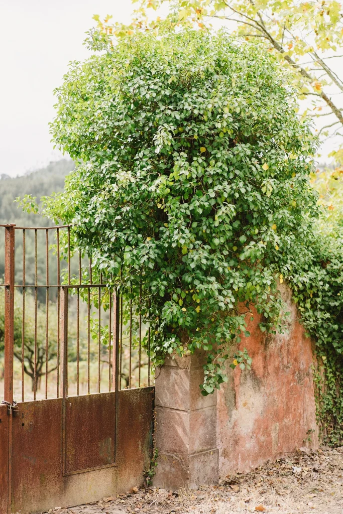 A rustic iron gate covered in lush green vines stands against an aged stone wall at Quinta de Sant’Ana, Portugal. The overgrown greenery and weathered textures create a charming countryside feel.