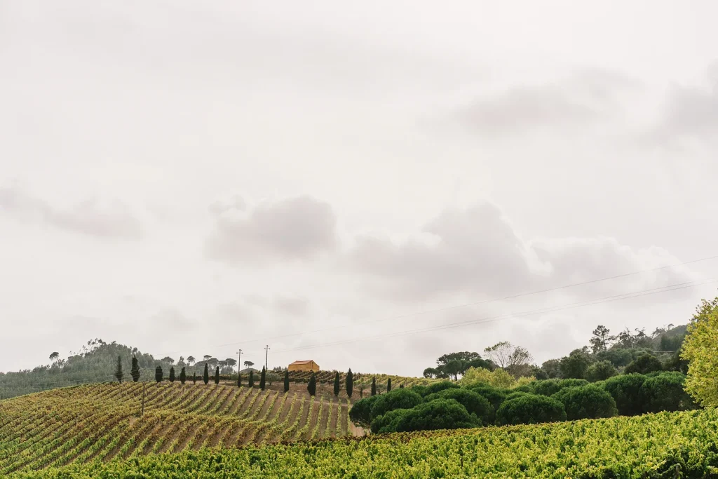 A scenic view of the rolling vineyards at Quinta de Sant’Ana, Portugal. Neatly arranged rows of grapevines stretch across the hillside, with a small yellow building nestled among cypress trees in the background. The overcast sky adds a soft, atmospheric touch to the serene countryside setting.