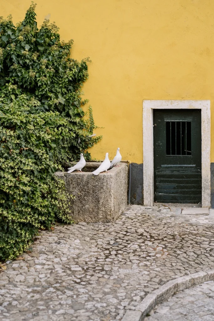 A charming green door set against a yellow wall with lush green ivy and three white pigeons perched on a stone ledge.