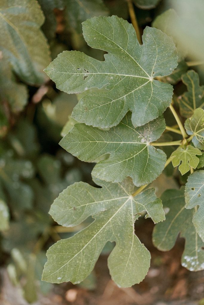 A detailed close-up of lush green fig tree leaves, with natural textures and imperfections.